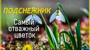 Видеоистория к Дню подснежника «Самый отважный цветок» (12+)