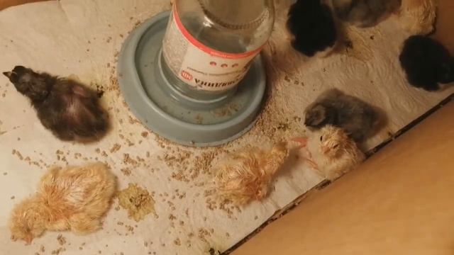 Вывод цыплят::::Я В ШОКЕ!!!! Цыплята Русской хохлатой и Фавероль. ЯЙЦА покупные::::: смотреть онлайн