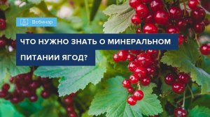 ВЕБИНАР "ЧТО НУЖНО ЗНАТЬ О МИНЕРАЛЬНОМ ПИТАНИИ ЯГОД?"