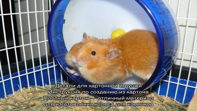 Колесо для хомяка своими руками — пошаговая инструкция