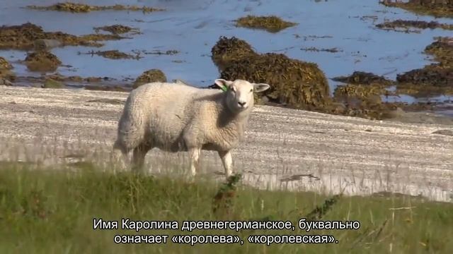 Значение имени Каролина. Толкование, судьба, характер