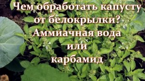 Белокрылка: все борются по-своему, а я только так. Капуста растет на глазах без вредителей