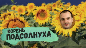 КОРЕНЬ ПОДСОЛНЕЧНИКА (подсолнуха): как заготавливать, польза, способы применения