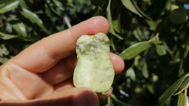 Кто знает растение? Как называются плоды? Нашли дерево в Крыму с чудесными плодами. Канал Тутси Вло смотреть онлайн