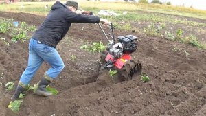 Мотоблок МКМ 3 на осенних работах.
