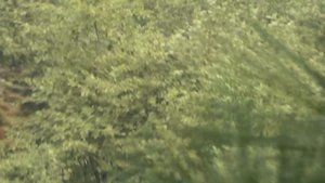 Способ сбивания  кедровой шишки / Кедр / Селфи с кедра / Кедр кладезь здоровья.