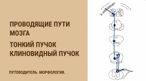 Проводящие пути мозга. Тонкий и клиновидный пучки