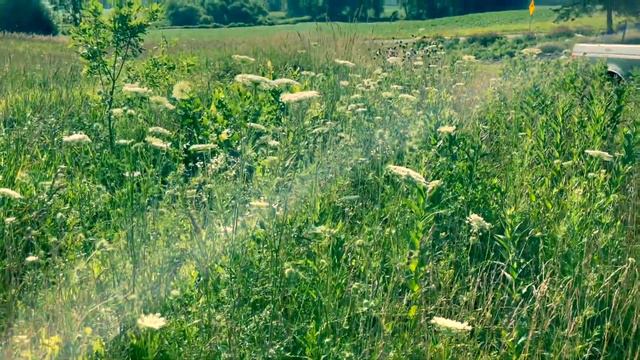 2 Buckets of Lisianthus! Cooler is Working! Yay! Huge Harvest Today :) смотреть онлайн