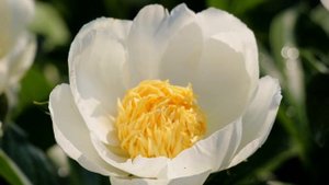 Peony Jan van Leeuwen / Пион Ян ван Леувен