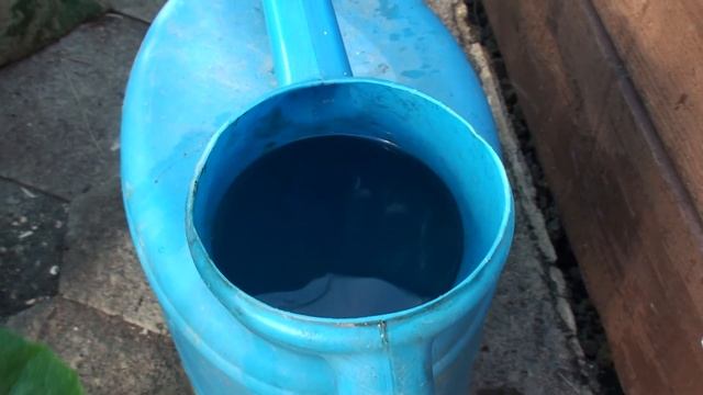 Первая подкормка томатов после высадки рассады в грунт. Рецепт подкормки, обрезка нижних листьев