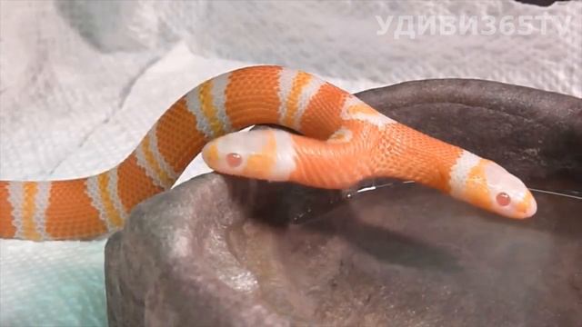 НЕВЕРОЯТНЫЕ НЕОБЫЧНЫЕ ЖИВОТНЫЕ. INCREDIBLE FANCY ANIMALS смотреть онлайн