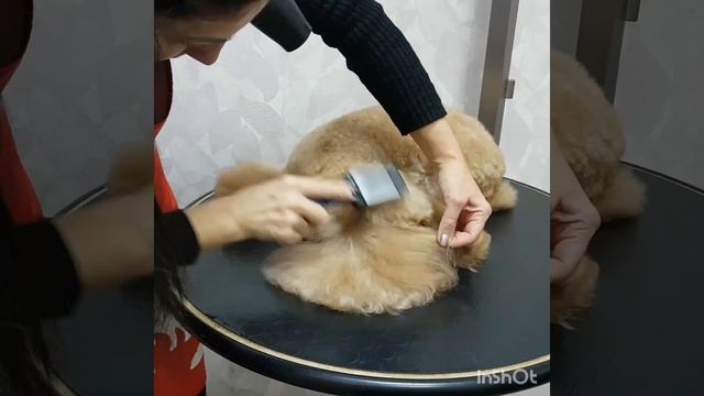 Занятие: укладка феном пуделя смотреть онлайн