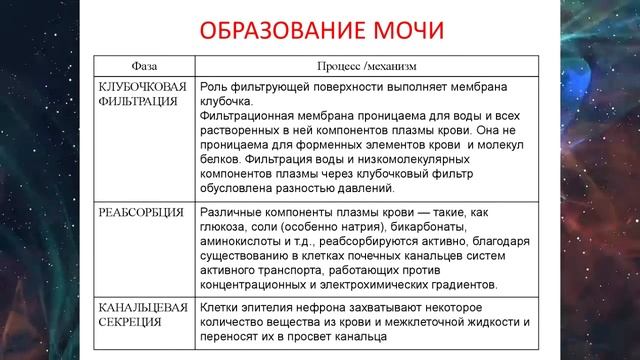 Мочевыделительная система. лекции для школьников и младших медсестер #анатомиялекции #биологияегэ