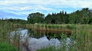 На что клюет карась весной? На что ловить карася весной?