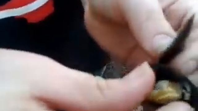 МИДИИ ПРИГОТОВЛЕНИЕ БЫСТРО И ВКУСНО. смотреть онлайн