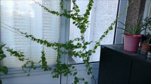 Elephant Foot Vine's First flowers And Bougainvillea Update (Autumn 2020)