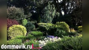 Хвойные деревья на участке: интересные идеи и где высаживать