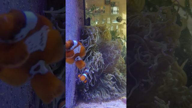 CLOWNFISH BULLY and his precious anemone смотреть онлайн