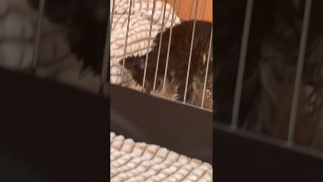 Как дела у мати после прививки ￼￼ смотреть онлайн