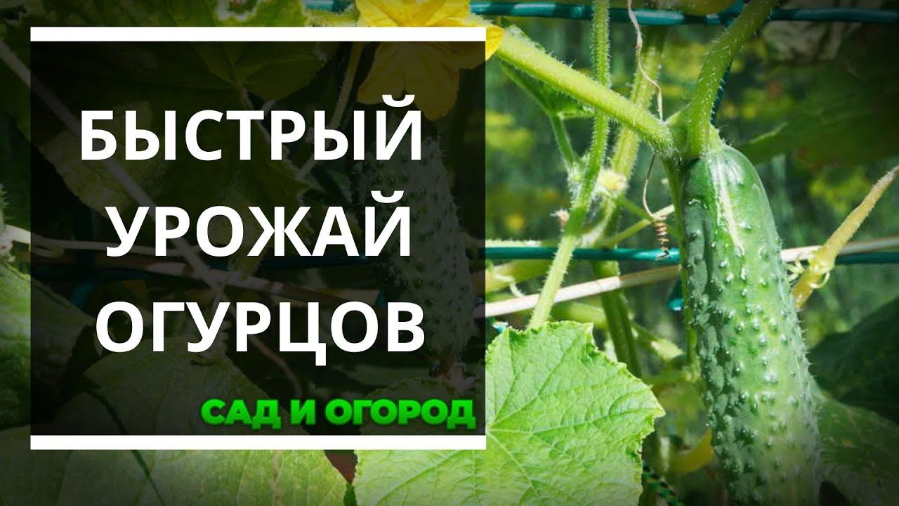 10 скороспелых сортов огурцов - быстрый урожай на вашем столе