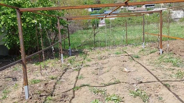 Виноградная беседка по грузински? смотреть онлайн