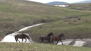 Жеребец увел чужих  кобыл