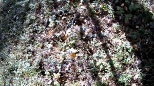 Делаю солонцы в земле при помощи ледобура. Лайфхак.