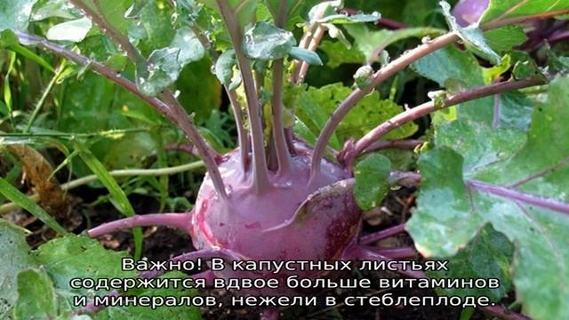 О Кольраби смотреть онлайн