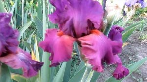 Фешенейбл Лейт высокий ирис