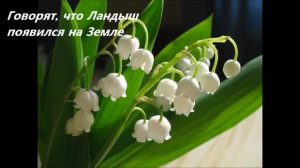 Праздник Ландышей