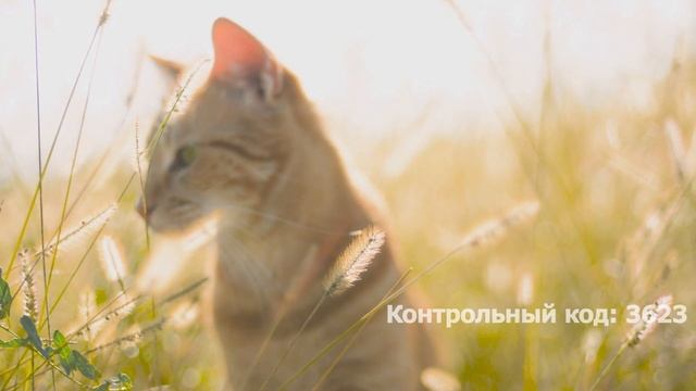 Бесплатные стикеры | Задание №3.01 смотреть онлайн