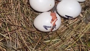 Рождение птенца неразлучника / Полный процесс вылупления из яйца.
