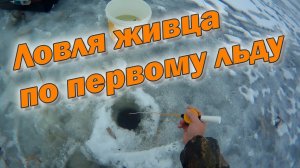 Ловля живца по первому льду