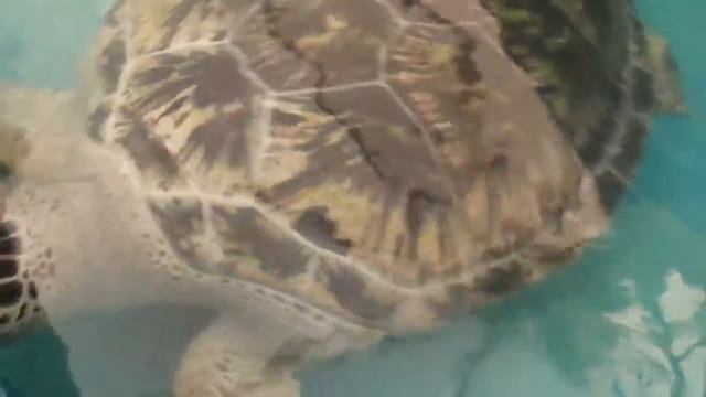 КОРМИМ ОГРОМНУЮ МОРСКУЮ ЧЕРЕПАХУ смотреть онлайн