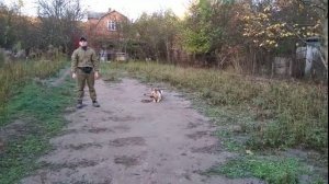 Дрессировка немецкой овчарки Несси 8 месяцев