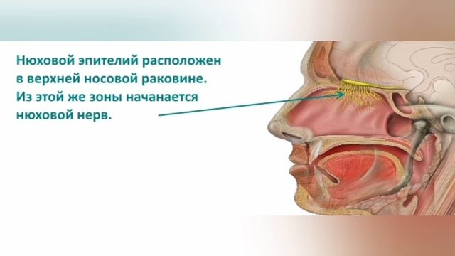 Почему пропадает обоняние. Синусит потеря обоняния. При гайморите пропадает обоняние и вкус. При гайморите пропадает обоняние. Синусит пропало обоняние.