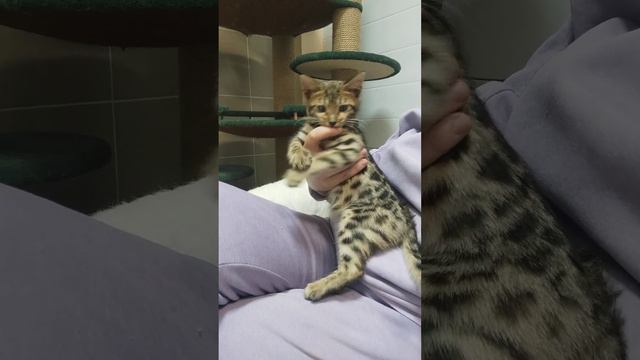 бенгальская кошка 3 месяца