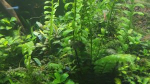 Аквариум 1 тонна - превращается в креветочник.