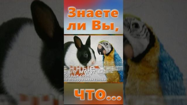 Знаете ли Вы, Что? Попугай и кролик