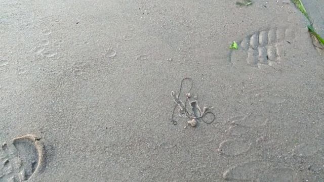 Конский волос на дамбе в Приозерск. смотреть онлайн