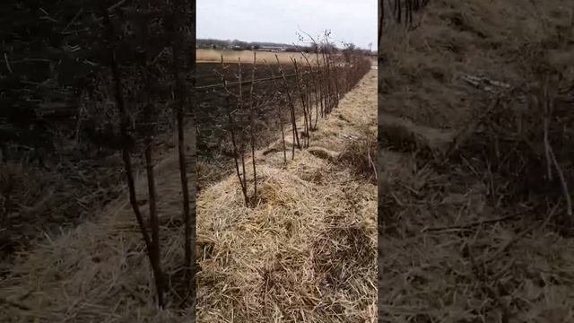 Обрезка ежевики "Небеса могут подождать" после зимовки