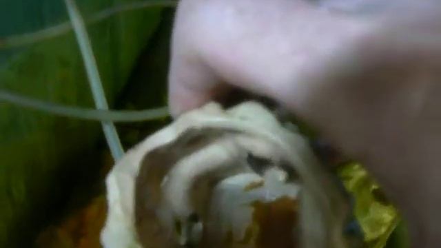 Анциструс "Super red" смотреть онлайн