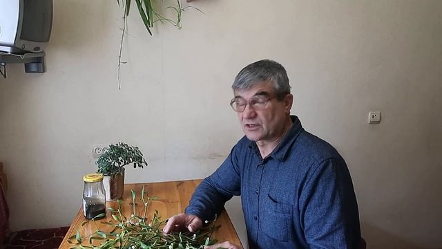 Омела белая - загадочное растение. смотреть онлайн