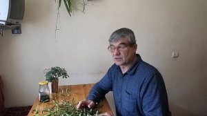 Омела белая - загадочное растение.