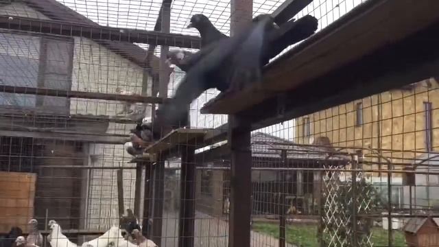 Бакинские голуби чили черные голоногие Ставрополь 89034451665 смотреть онлайн