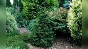 Сибирский кедр: элемент ландшафтного дизайна для терпеливых