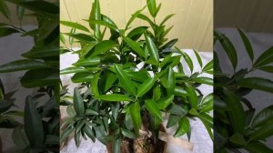 Клементин Орогрос‼️?