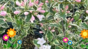 Вейгела цветущая Вариегата. Краткий обзор, описание характеристик weigela florida Variegata