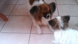 Продам щенка папийона (папильона)