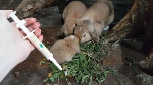 КАК ГЛИСТОГОНИТЬ КРОЛИКОВ. Кокцидиоз и его профилактика